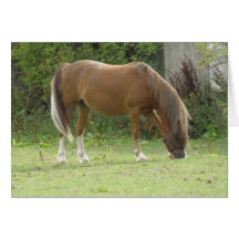 Chestnut Brown Horse Grazing Greeting Card