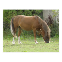 Chestnut Brown Horse Grazing Postcard