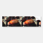 Chestnut cowrie (Cypraea spadicea) Shell Bumper Stickers