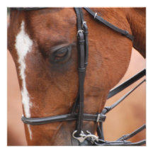 Chestnut Equine  Invitations
