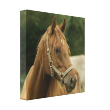 Chestnut Horse in a Field Canvas Print