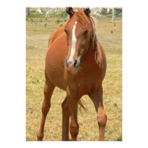 Chestnut Horse Invitation