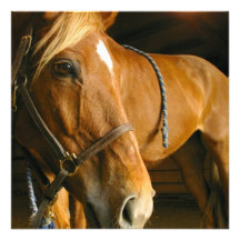 Chestnut Horse Photo Invitation