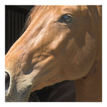 Chestnut Horse Profile Invitations