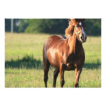 Chestnut Horse Standing on Invitation