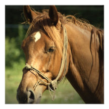 Chestnut Pony Invitations