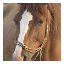 Chestnut Quarter Horse Invitations