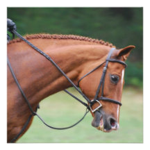 Chestnut Show Horse Invitations