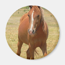 Chestnut Yearling Horse Round Pin Fridge Magnet