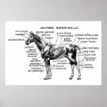 Cheval Affiche