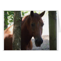 Cheval Carte De Vœux