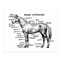 Cheval Cartes Postales