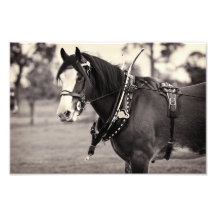 - Cheval de Clydesdale par allé par jours Photo Sur Toile