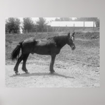 Cheval de guerre retiré Circa 1916 Posters