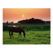 Cheval frôlant dans le domaine au coucher du solei cartes postales