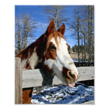 Cheval muet 8x10 de peinture impressions photographiques