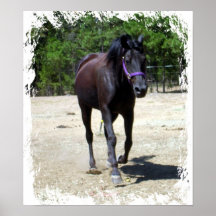 Cheval noir posters