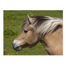 Cheval norvégien de fjord carte postale