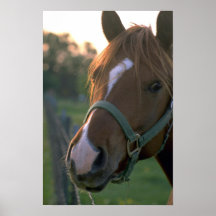 Cheval Posters
