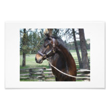 Cheval regardant loin photographe