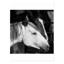 cheval sauvage carte postale