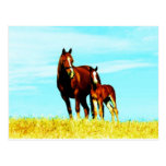 Chevaux Carte Postale