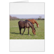 Chevaux - Chevaux Cartes De Vœux