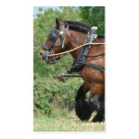 Chevaux dans le carte de visite de harnais
