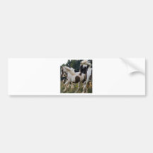 CHEVAUX NOIR ET BLANC 1.PNG ADHÉSIFS POUR VOITURE