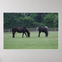 Chevaux noirs posters