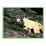 Chèvre de montagne cartes postales