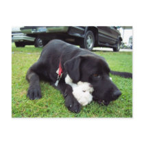 Chewy Molly Postcard