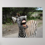chezzy zebra print