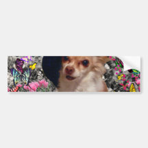 Chi Chi in Butterflies  - Chihuahua Puppy in Hat Bumper Stickers