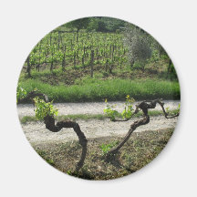 Chianti Vineyard in Tuscany Wine Region Italy Refrigerator Magnets
