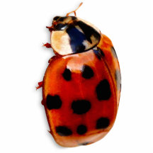 Chic Spotted Ladybug Photo Cutout