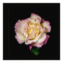 Chicago Peace Rose Photograph