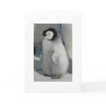Chick Chat - penguin style Cards