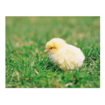 Chick in Grass Postcards