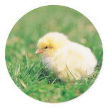 Chick in Grass Round Stickers