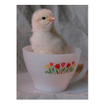 Chick in Vintage Teacup Post Card