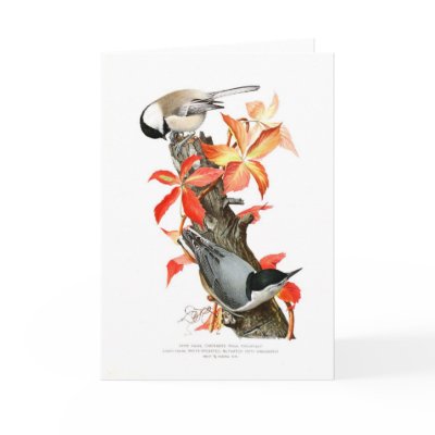 Chickadee and Nuthatch Greeting Card by Zoology_Boy