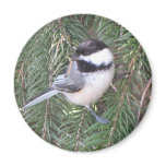 Chickadee in a pine tree fridge magnet