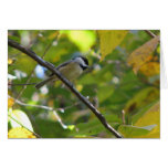 Chickadee in Silverbell Tree Card