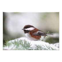 Chickadee in the Snow Art Photo