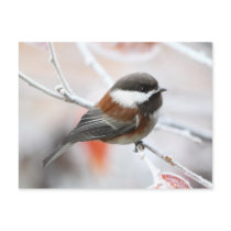 Chickadee in Winter Postcards
