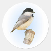 Chickadee on Post Round Stickers