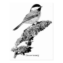 Chickadee Postcard