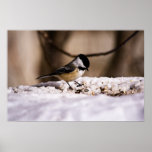 Chickadee - print