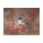 CHICKADEE & RED BERRIES by SHARON SHARPE Post Card